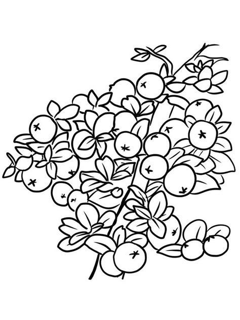 free cranberries coloring page print. Cranberry is a fruit of the berry