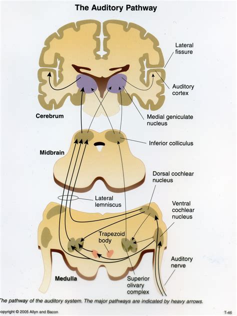 Ear Anatomy Auditory Pathway