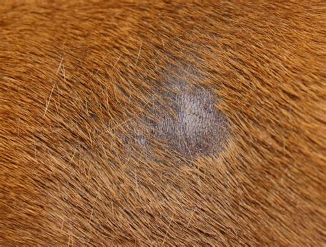 Fungus Infection On Dog Stock Photo Image Of Veterinary 25349686