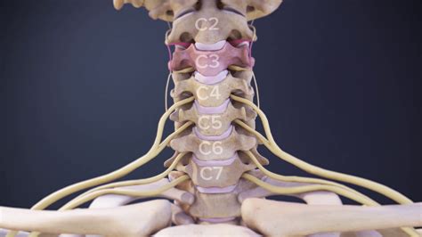 Cervical Spinal Nerves Spine Health