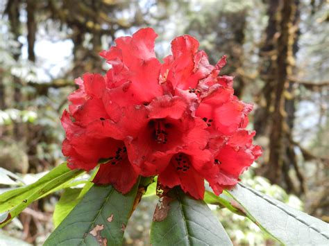 Rhododendron National Flower Of Nepal Flowers For Every Countrys