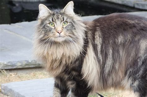 Norwegian Forest Cat For Sale Uk Petfinder