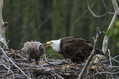Bald Eagle Nesting Stock Image F0319220 Science Photo Library
