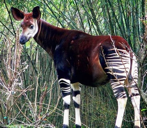Atti Confirmed As A Living Known Animal Called The Okapi