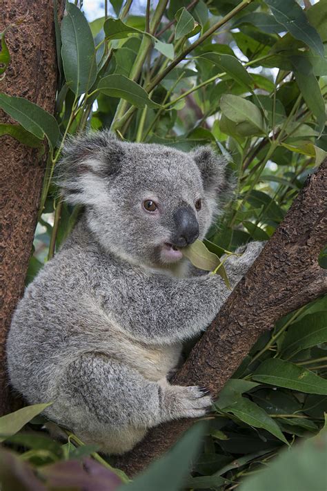 koala joey australia photograph by suzi eszterhas fine art america