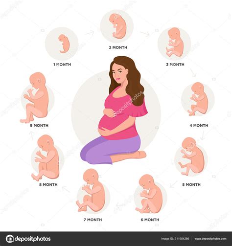 Pregnant Woman And Embryonic Development Month By Month Cycle From 1 To
