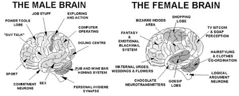 Info Junction Blog The Male And Female Brain Difference Emotional Blackmail Brain Facts Male