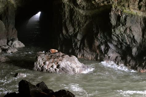 The Ultimate Guide To Visiting Oregons Sea Lion Cave Traveling Gypsyrn