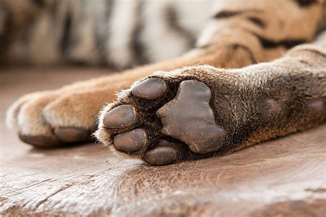 Royalty Free Tiger Foot Pictures Images And Stock Photos Istock