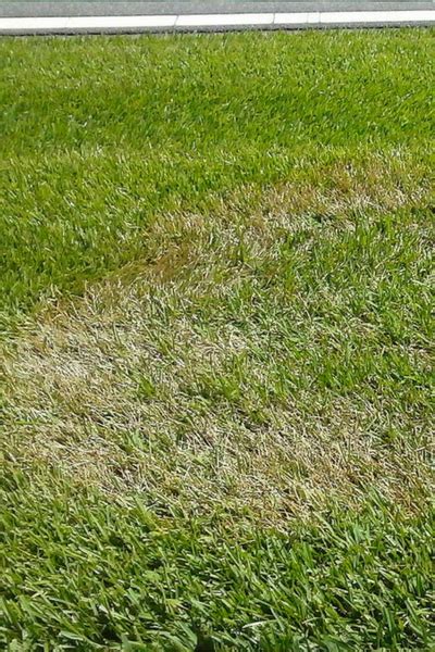 Dead Grass Brown Patches On Lawn It Could Be A Grass Disease Buy