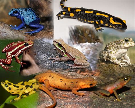 What Are Amphibians The Species Of The World In Images