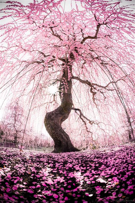 Cherry Blossom Tree 🌸 Ohmylantas Fan Art 43333826 Fanpop Page 4