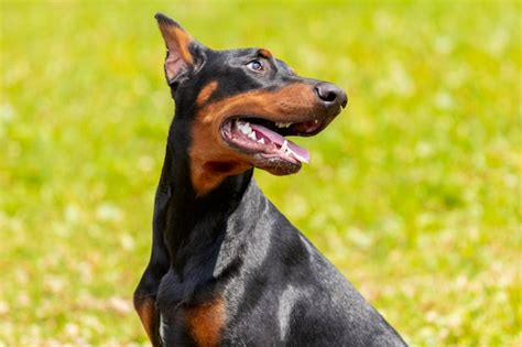 Premium Photo Doberman Dog With Open Mouth On A Background Of Green Grass