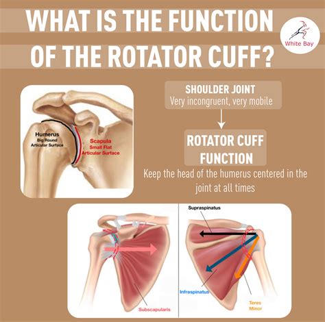 Rotator Cuff Tears You Can Get Back To Normal Even With A Full Rotator