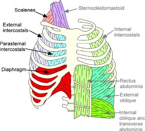 Chest Muscle Anatomy Diagram Build Your Upper Body With Close Grip