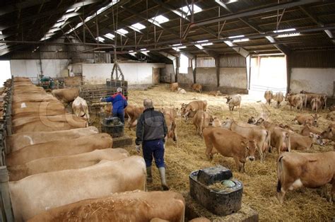Farmers working in an indoor cow farm | Stock Photo ...