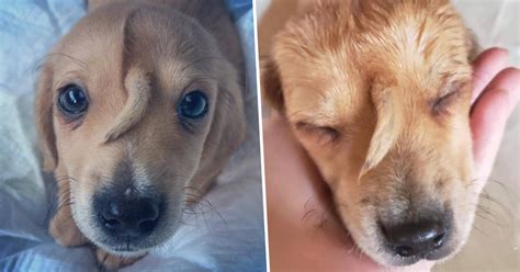 The unicorn face tail does not bother narwhal and he never slows down just like any normal puppy, mac's mission added. Abandoned 'Unicorn' Puppy With Tail Growing From Head Rescued From Cold - UNILAD