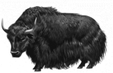 Free Yak Cliparts Download Free Yak Cliparts Png Images Free Cliparts