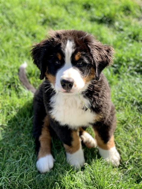 Just Winnie The Bernese Mountain Dog Pup Bernese Mountain Dog Puppy