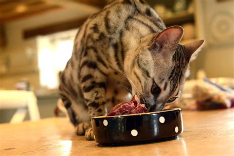 Have You Considered Raw Feeding Your Cat But Dont Want The Hassle Of