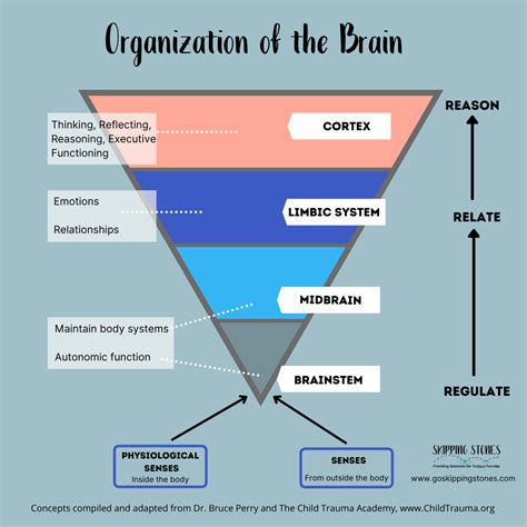 This Chart Summarizes The State Dependent Brain Model By Dr Bruce Perry It Reflects The