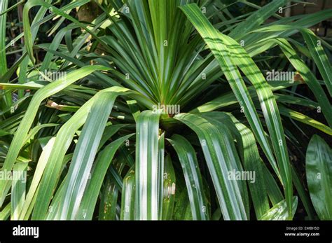 Largas Hojas Verdes Fotografías E Imágenes De Alta Resolución Alamy