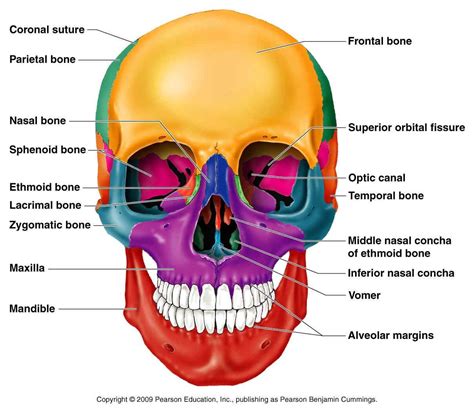 Ethmoid Bone Diagram Ethmoid Bone Diagram Classification Of Bones Anatomy Bones Human Skull