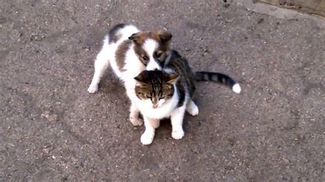 Dog Loves Cat They Are Best Friends Youtube