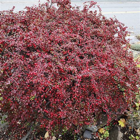 Cranberry Cotoneaster For Sale Online The Tree Center