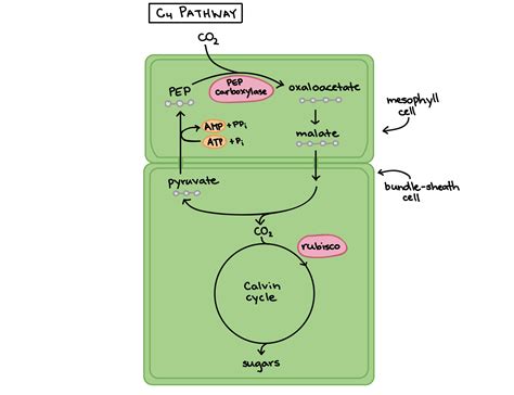 Comparison Of Photosynthesis And Photorespiration In C3c4cam Plants