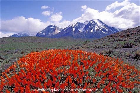 Cuernos Del Paine Mountains With Neneo Flowers — Photo Tours