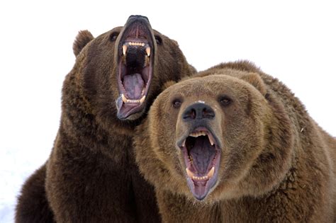 Brown Bear Ursus Arctos Brown Bears Arguing Brown Bear Bear