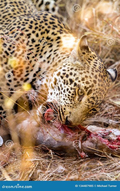 African Leopard Eating Prey In The Grass Stock Image Image Of Hunter