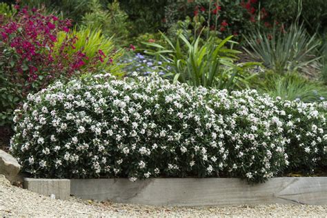 Hedge Experiments With Daphne And Leptospermum Gardendrum