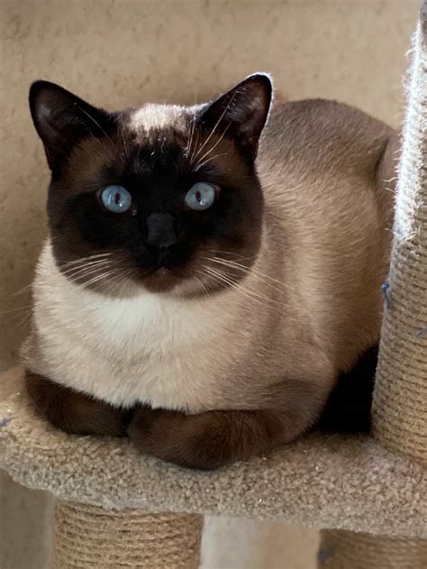 Balinese Cat For Sale Utah The Best Dogs And Cats