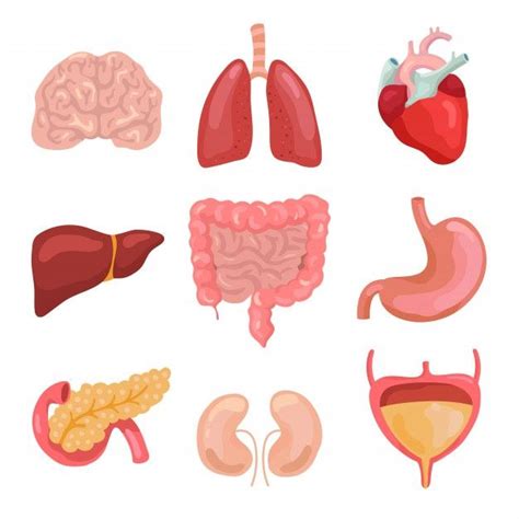 Órgãos Do Corpo Humano Dos Desenhos Animados Digestivo Saudável