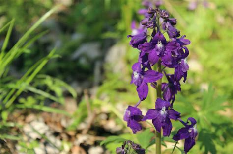 Our Mission And Story — Larkspur Conservation Tennessees Conservation