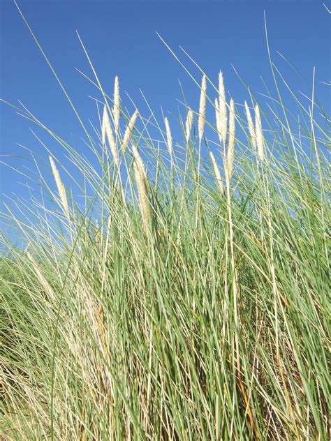 Grass On A Beach Free Photo Download Freeimages