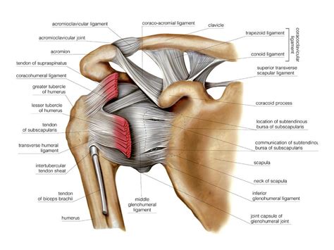 The ligament connecting the coracoid process and the acromion is called the coracoclavicular ligament. Shoulder Joint Photograph by Asklepios Medical Atlas