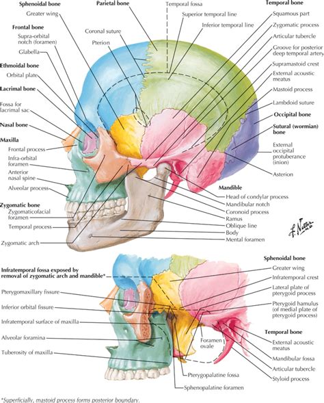 Plate 6 Skull Lateral View Skull Anatomy Medical Anatomy Basic