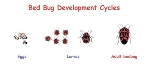 Bed Bug Life Cycle Stages Danuta Mattos