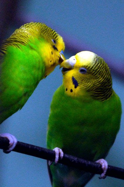 Parakeet Kiss I Love That Bird Pinterest
