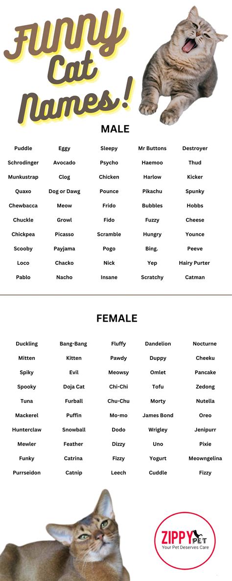 Funny Cat Names Funny Cat Names For Boy Girls Unisex Celebrity