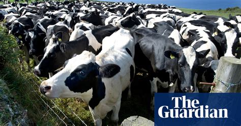 Low Emission Cows Farming Responds To Climate Warning Environment