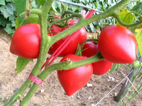 Wowthose Yummy Oxheart Tomatoes Mandys Greenhouse