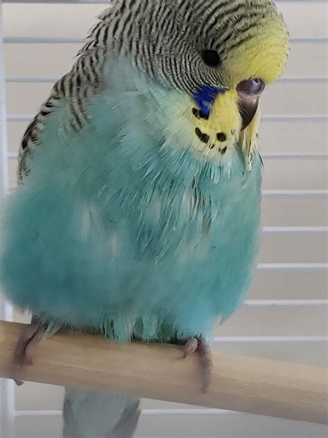 Budgerigar Birds For Sale Joliet Il 551894 Petzlover