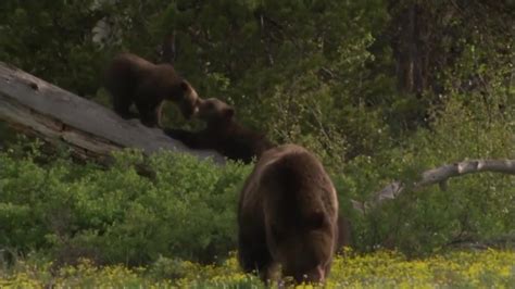 Hikers Run From A Grizzly Bear Safety Tips From Fwp Youtube