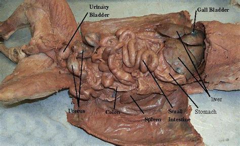The first day i handed the cats out to the different groups as my students pasted organs into labeled boxes on their cardboard poster, i walked around the inside the abdominal cavity, squished among the intestine and stomach, were the two long horns of. Cat Abdominal Cavity - Honors Biology with Wells at ...