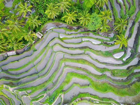 Bali Rice Terraces The 10 Best Spots On The Island You Need To Visit Cheap Countries To