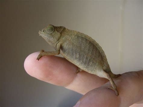 How Big Do Chameleons Get Size Growth Chart Pet Keen